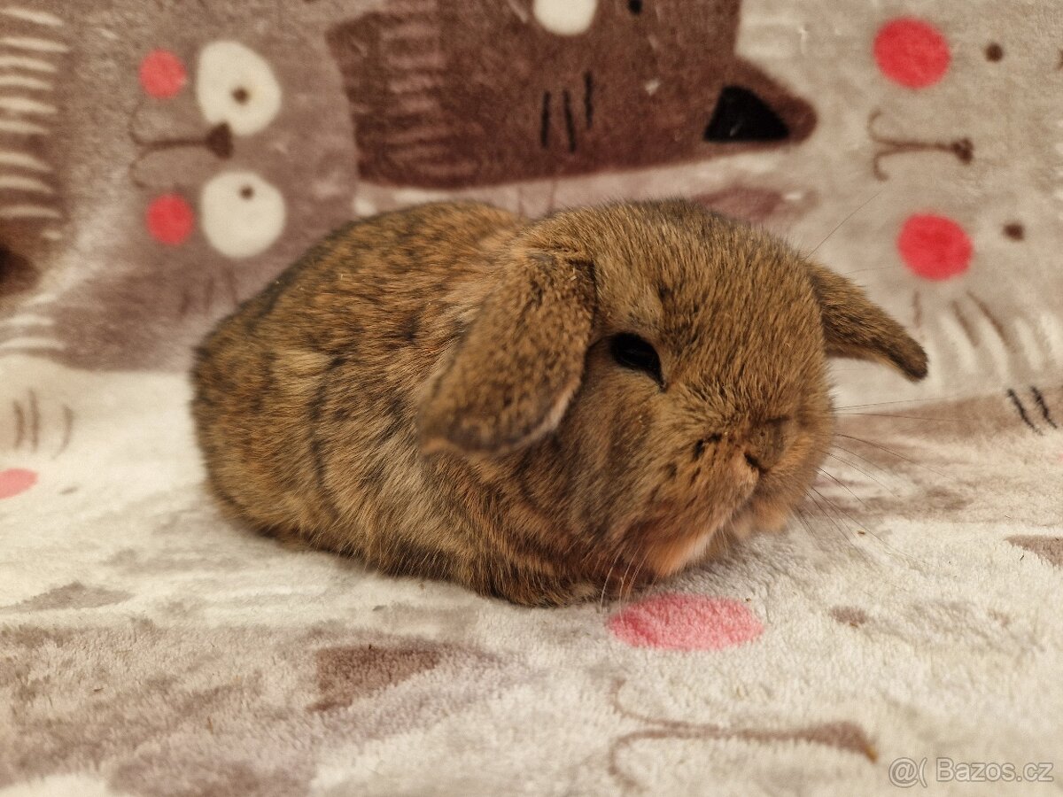 Zakrslý beránek - minilop - 5