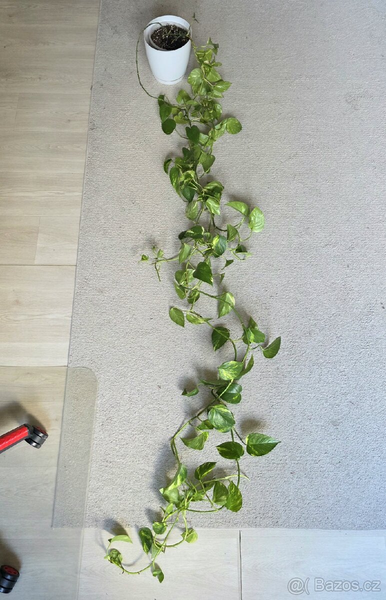 Epipremnum / Potos - 4x marble, snow queen, global, neon - 5