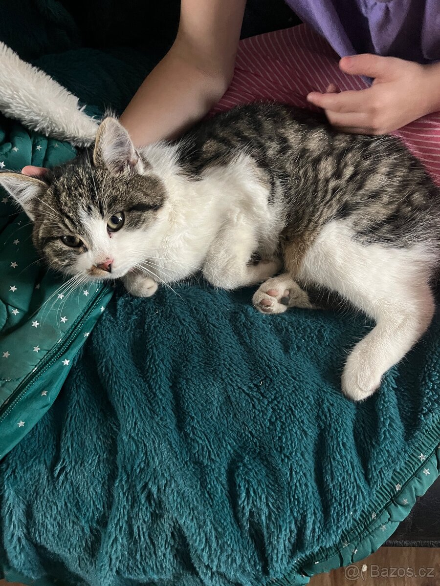 3 měsíční koťata - 5