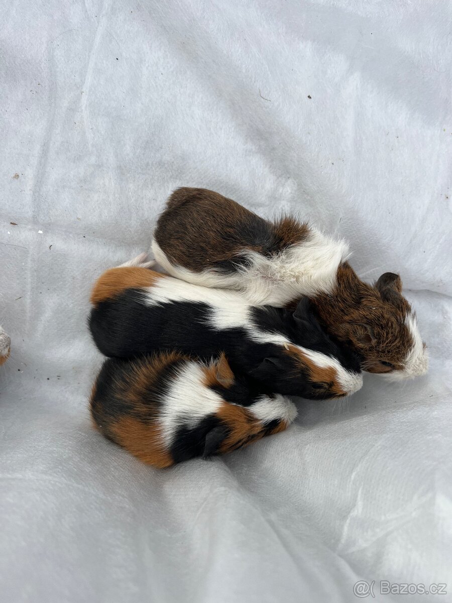 Morčátka - kluci i holky 😍 - 5