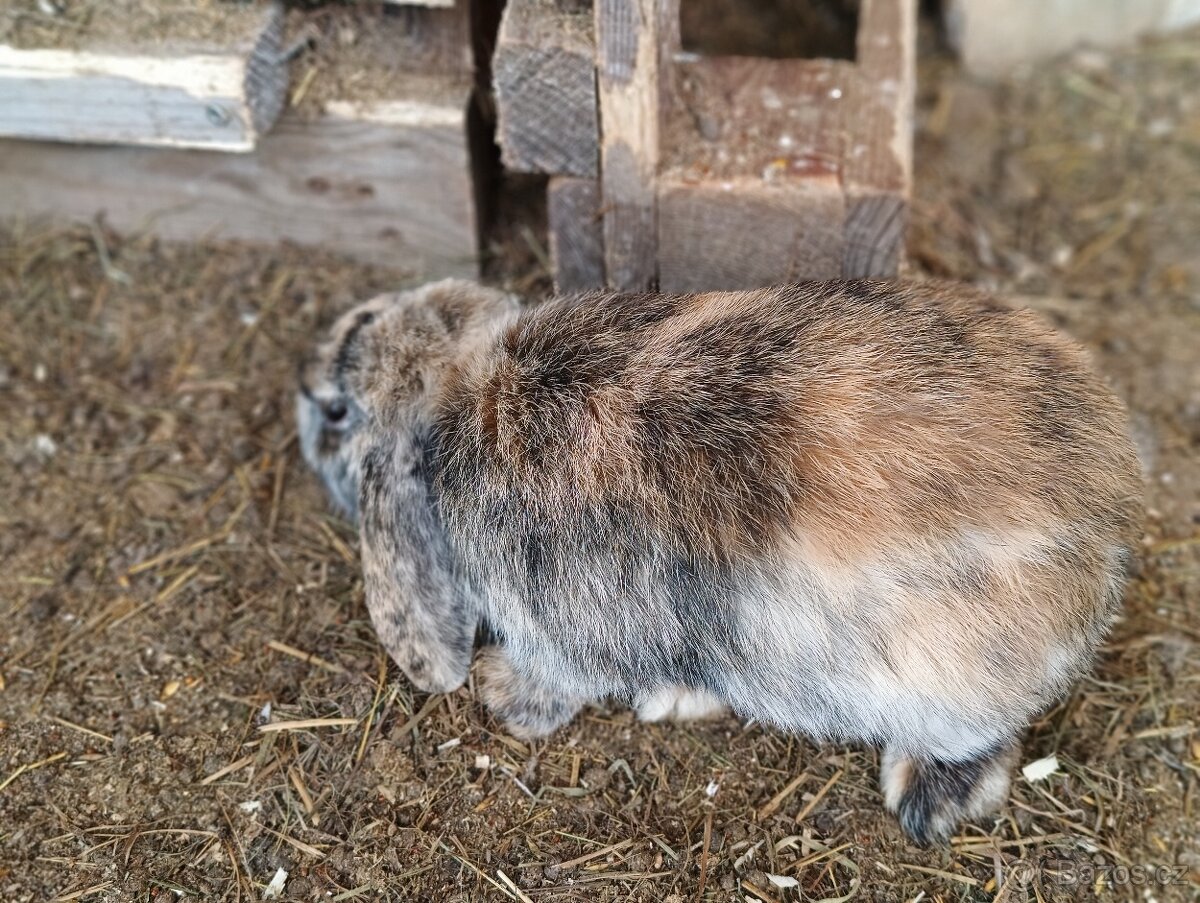 Prodám zakrslého beránka - samičku - 5