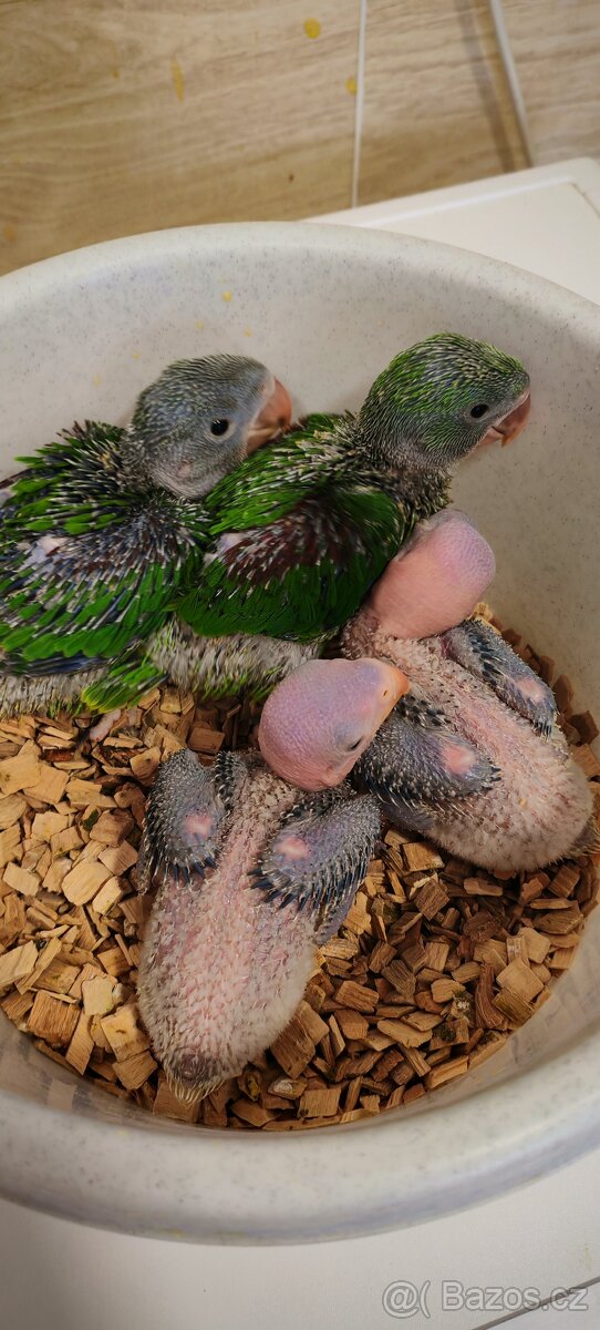 Alexandr velký, maly - 5