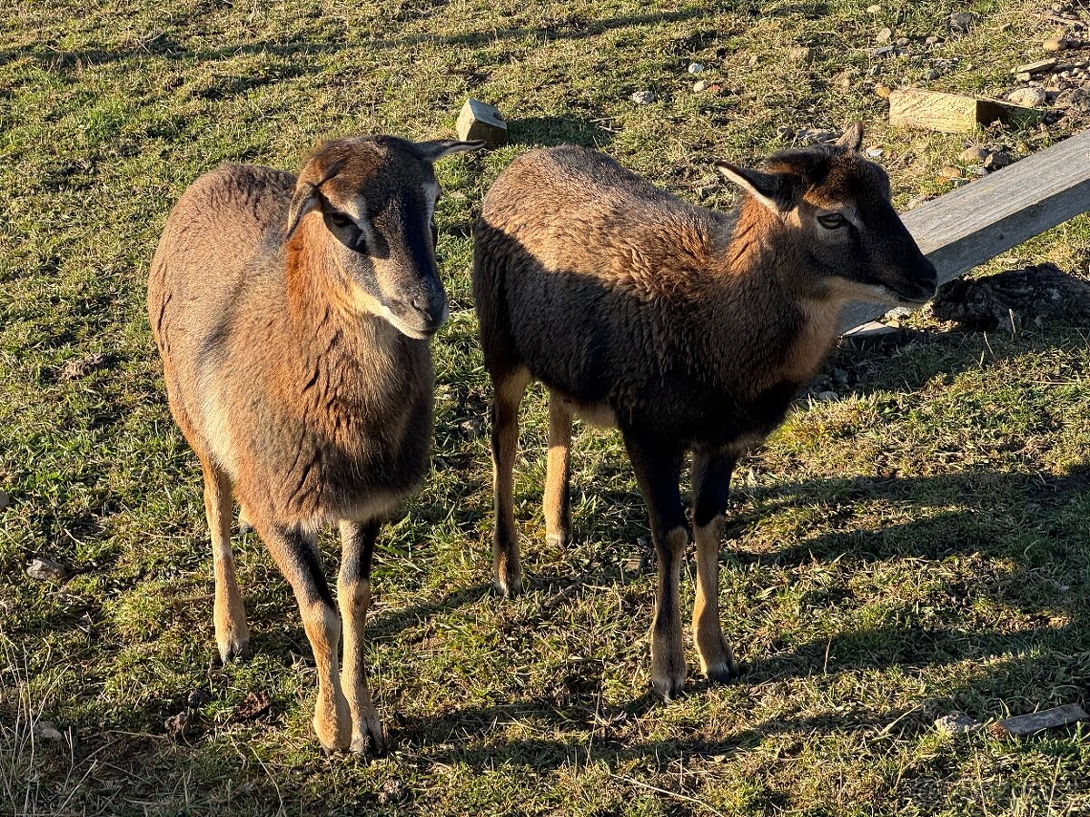 Kamerunské ovce - 5