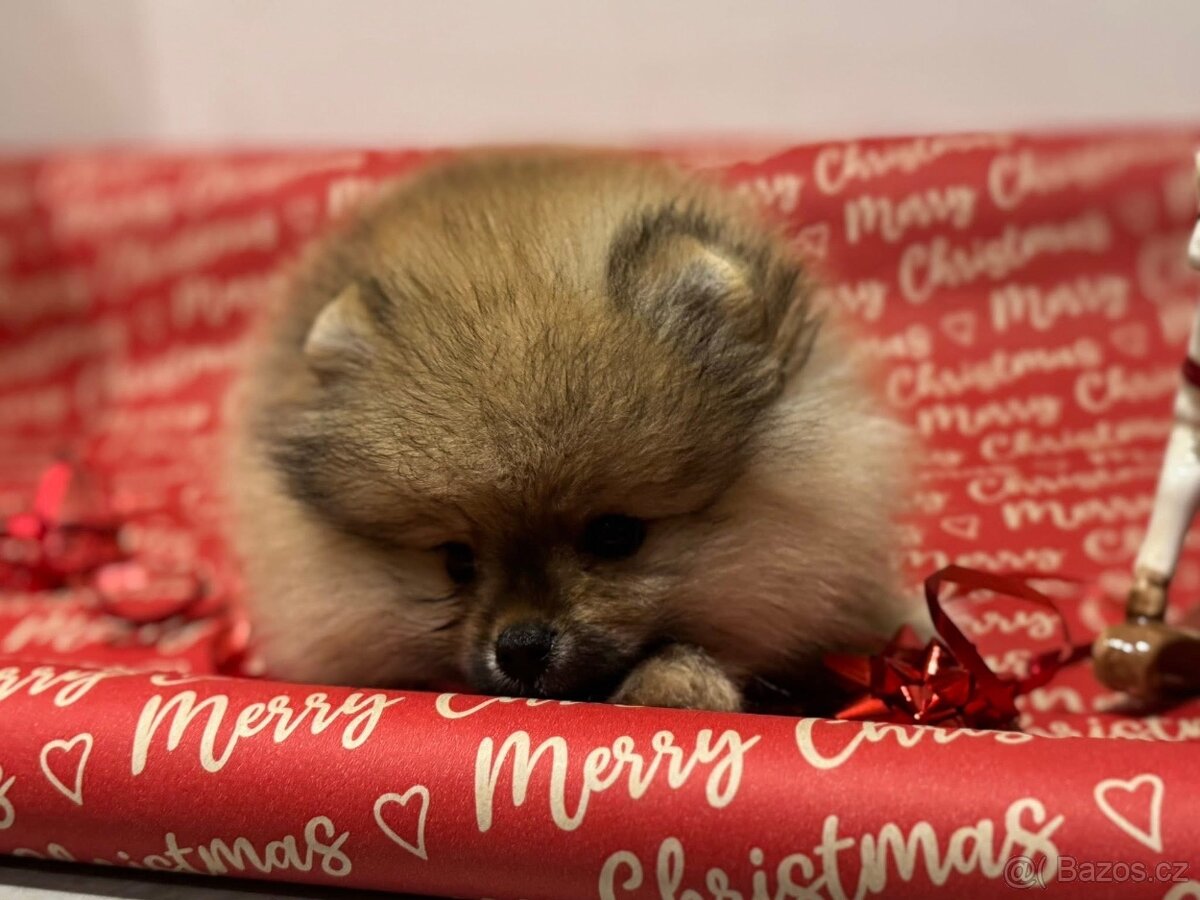 Pomeranian s pp FCI - 5