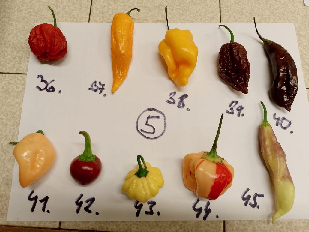 Semínka chilli papriček - zdarma - 5