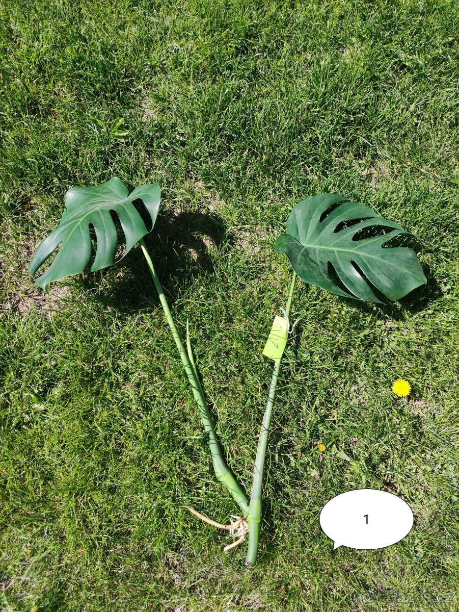 MONSTERA DELICIOSA - 5