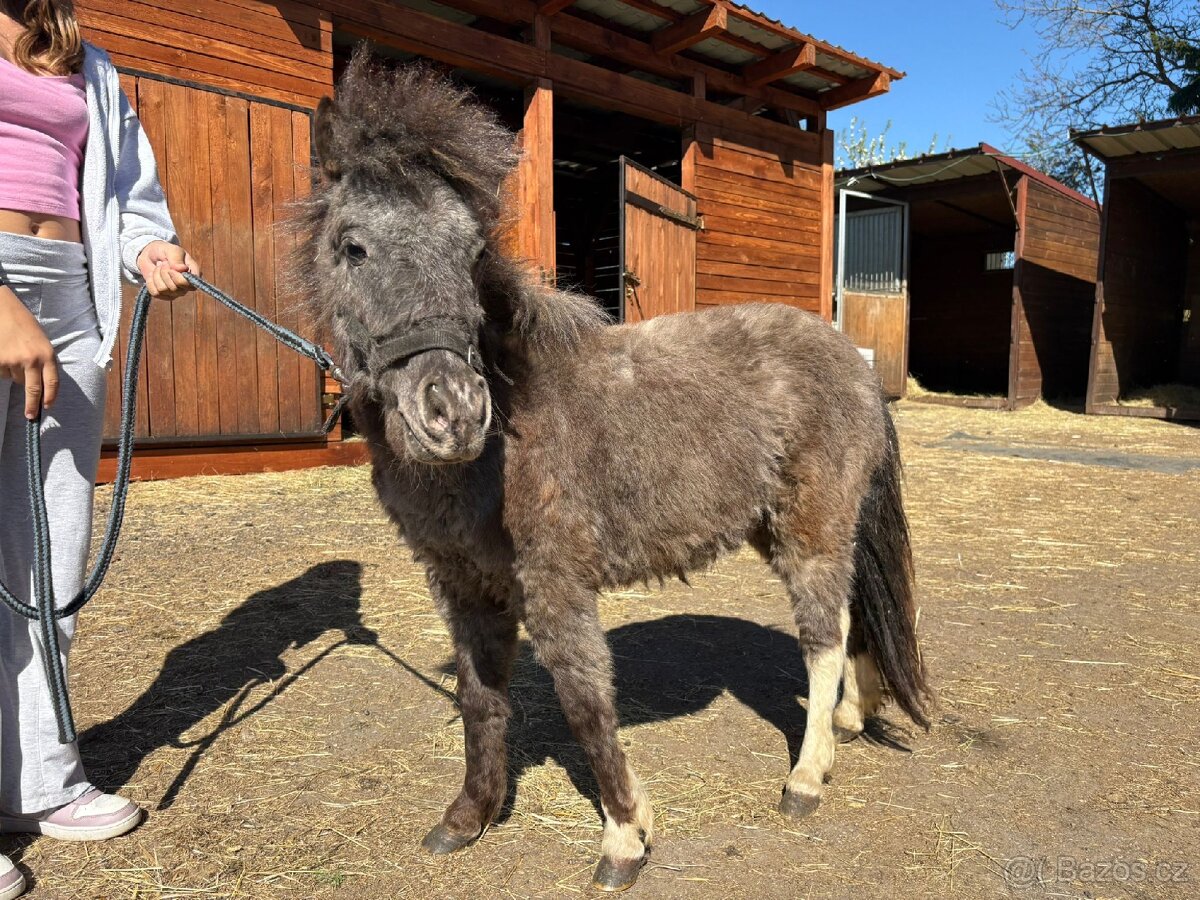Minipony - 5