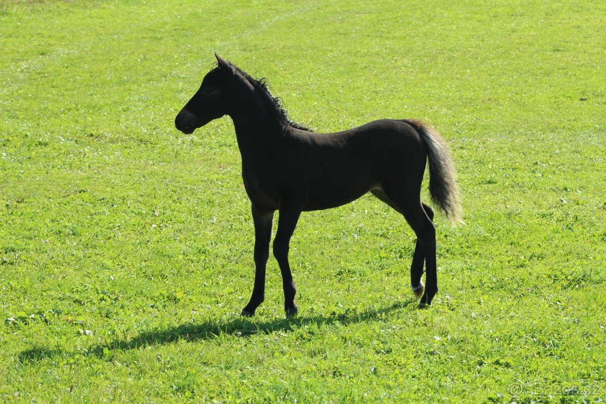 Letošní hřebeček minihorse - REBELION B - 5