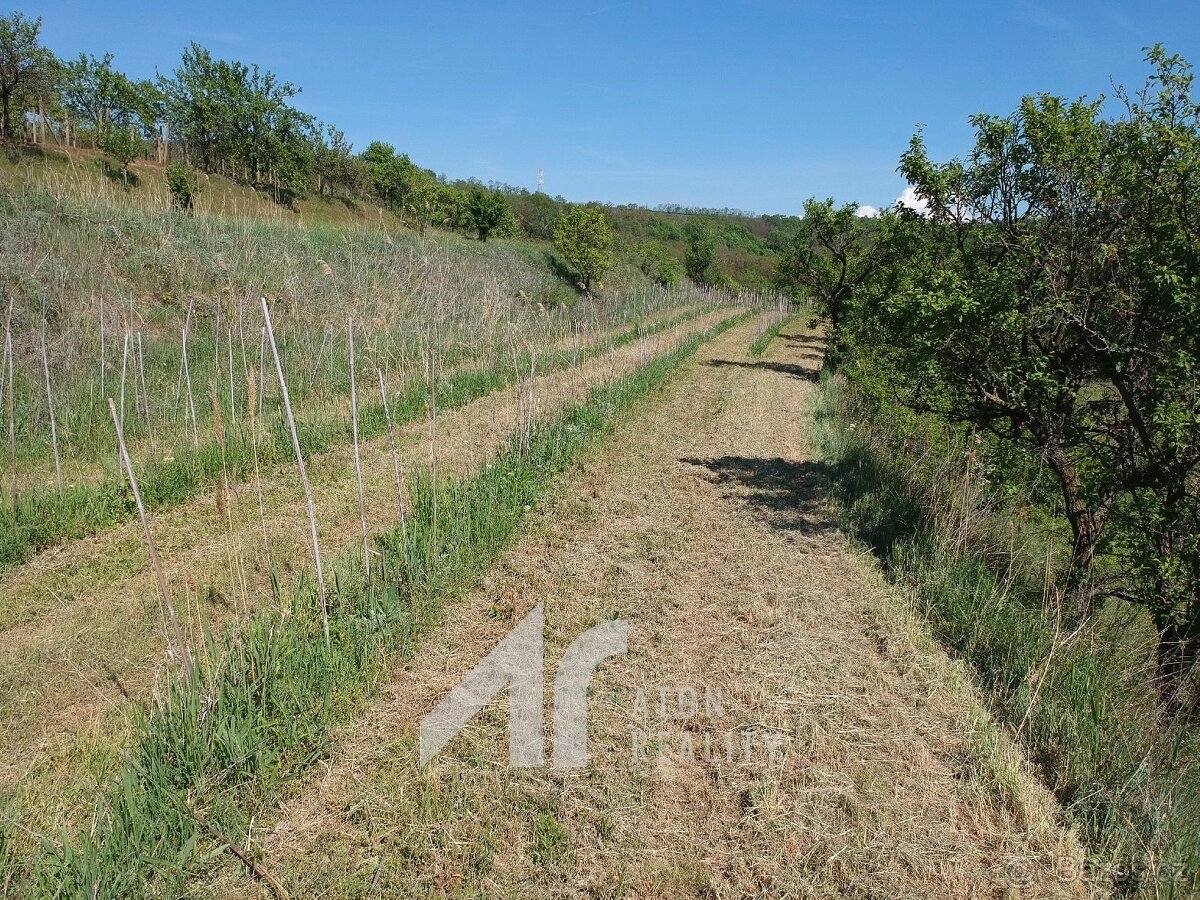 Křepice u Hustopečí – mladá vinice 2 199 m2 – vinice - 5