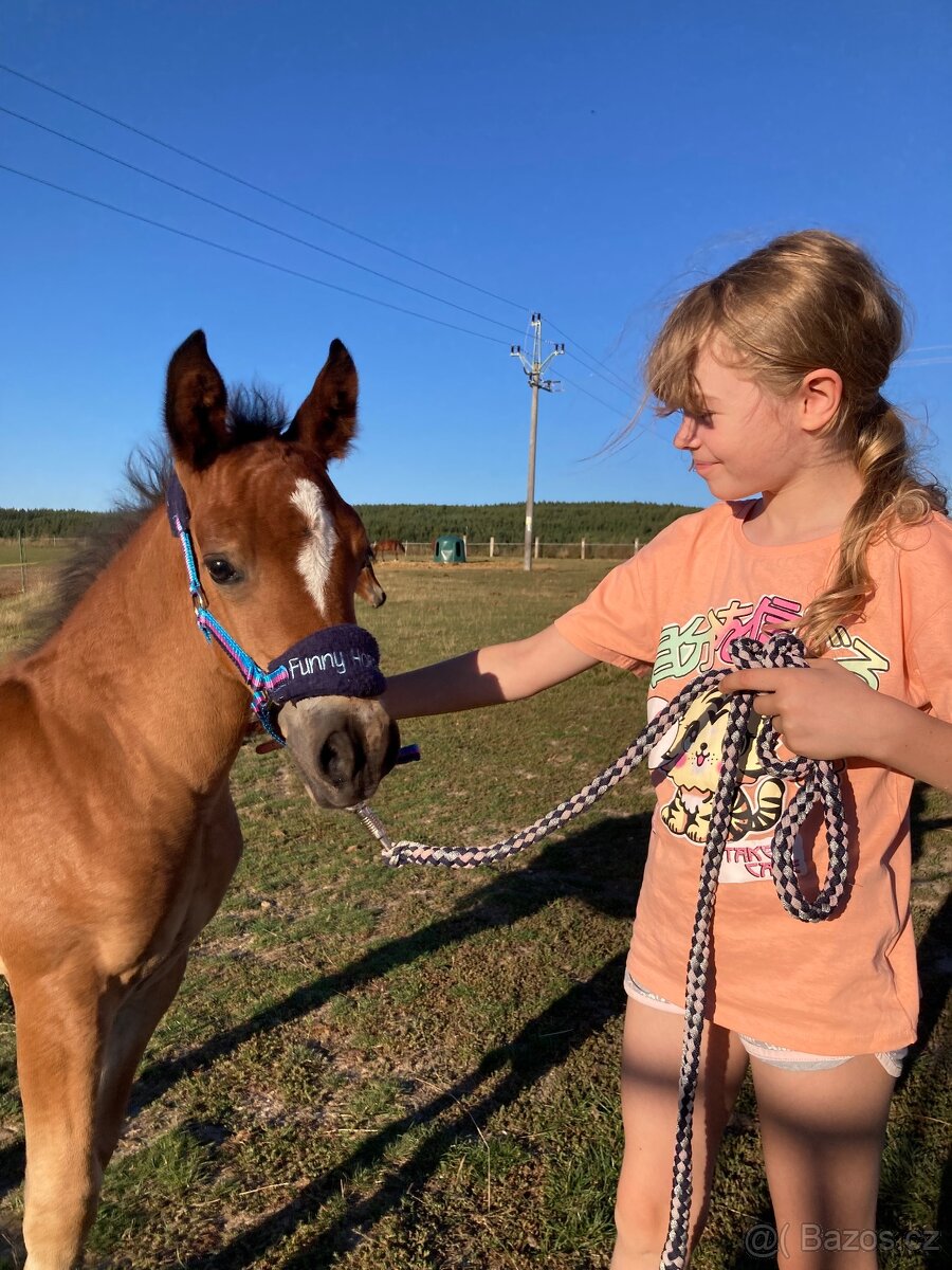 REZERVACE - Welsh Cob hřebeček - 5
