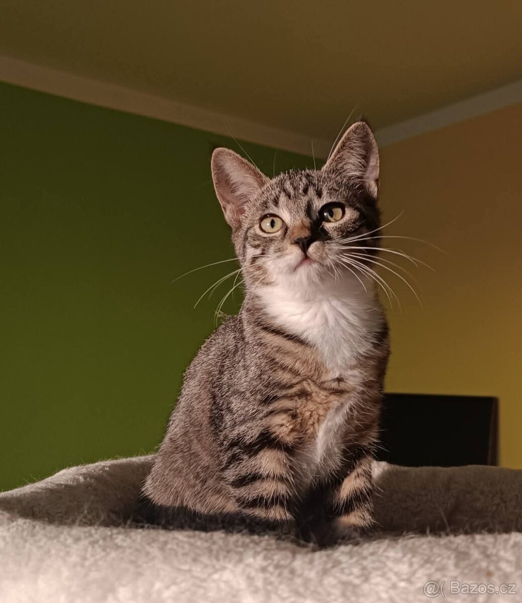 KASTOR a KREÓN - kocourci, koťata - 5