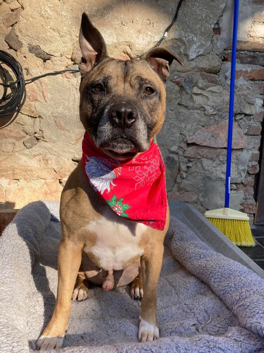 Najde kříženec staforda domov? - 5