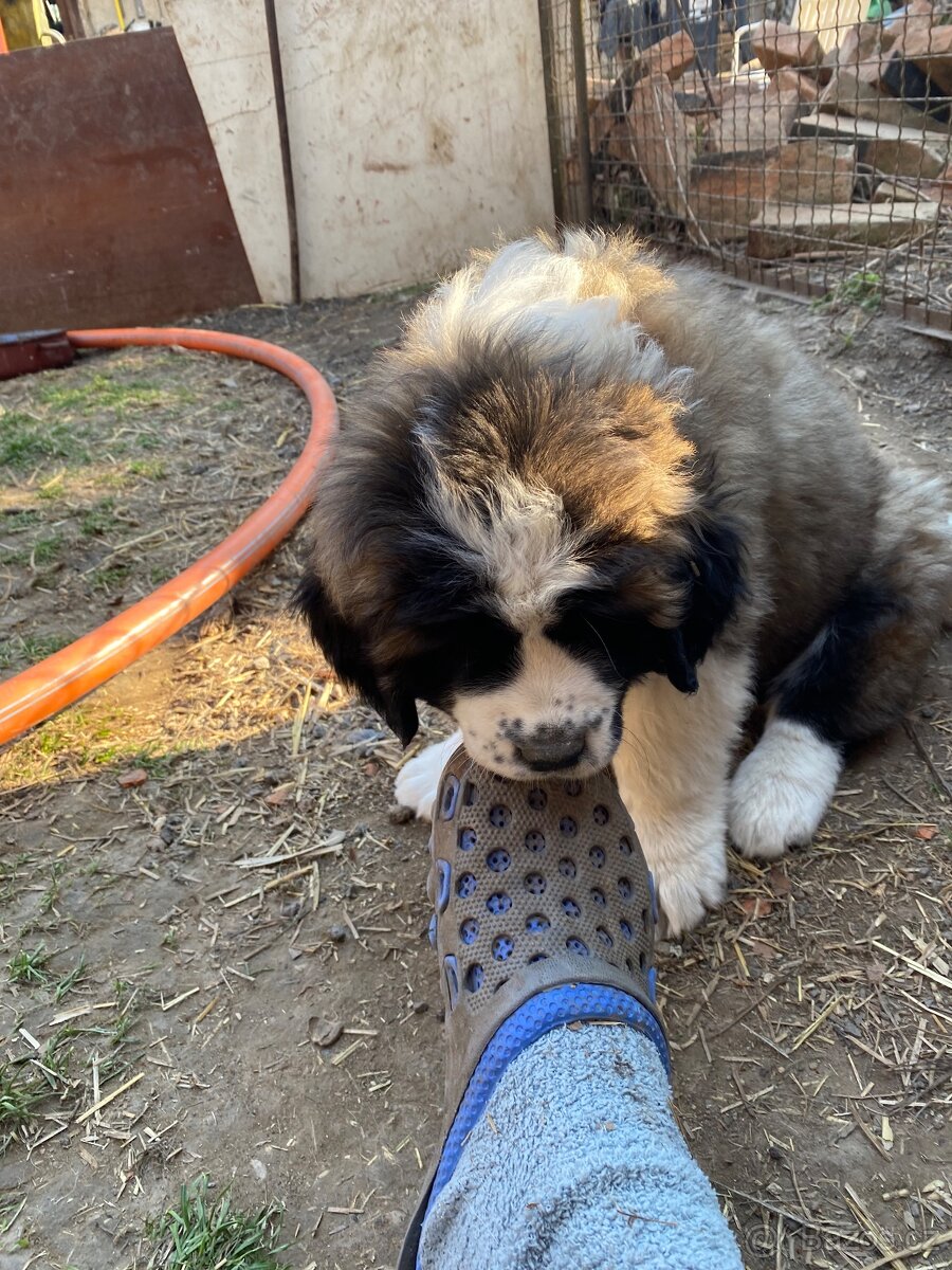 kavkazský pastevecký pes - 5