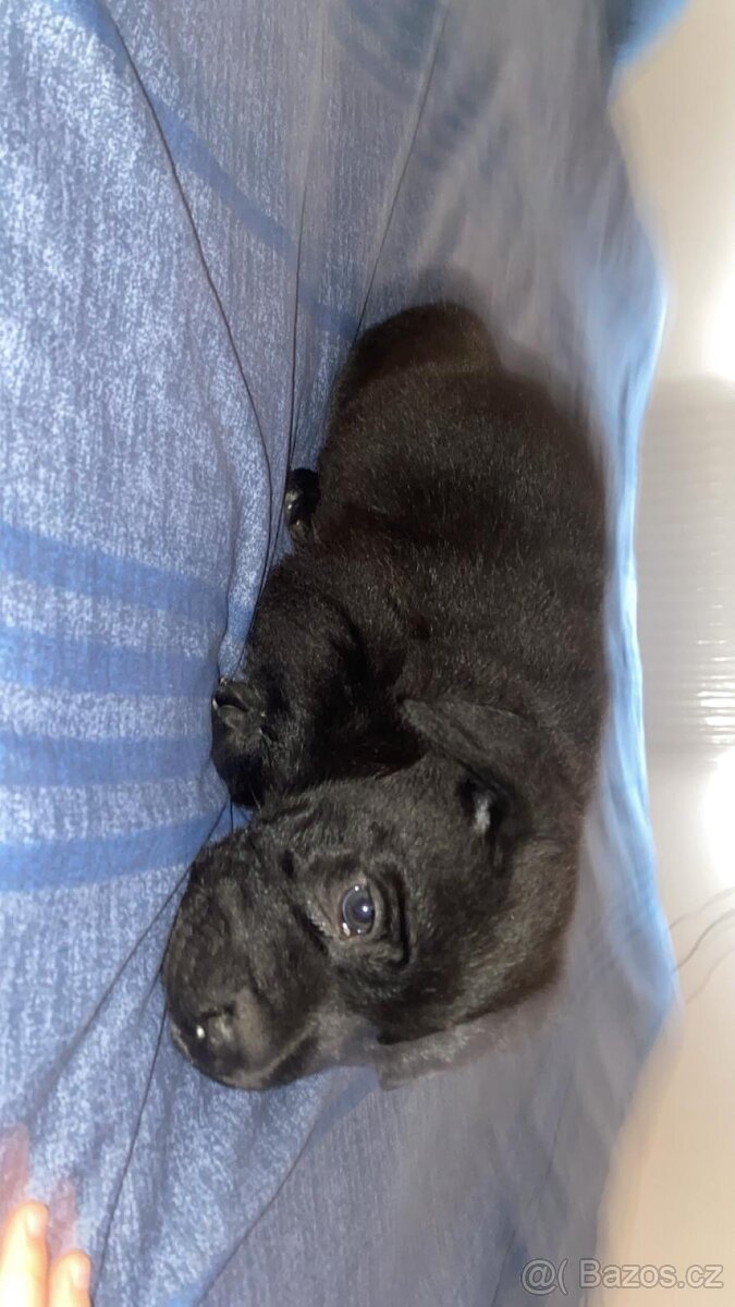 Prodám štěně Cane Corso - 5