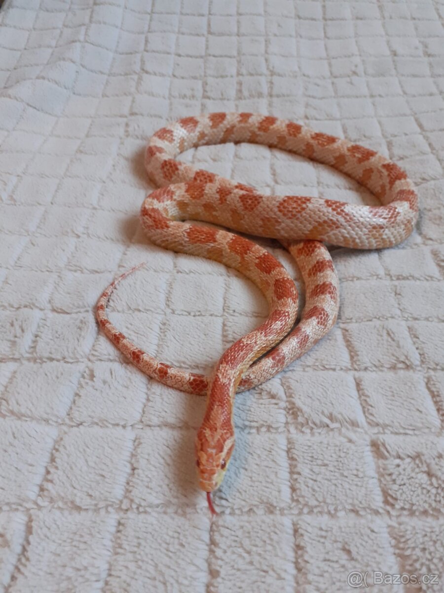 Užovky červené, krajta královská - 5