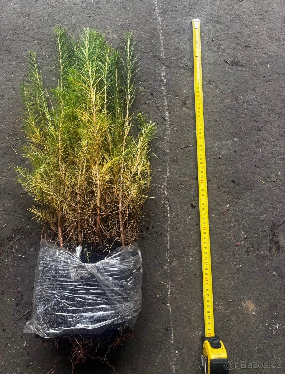 Obalovane Sazenice do lesa. Doprava ZDARMA - 5