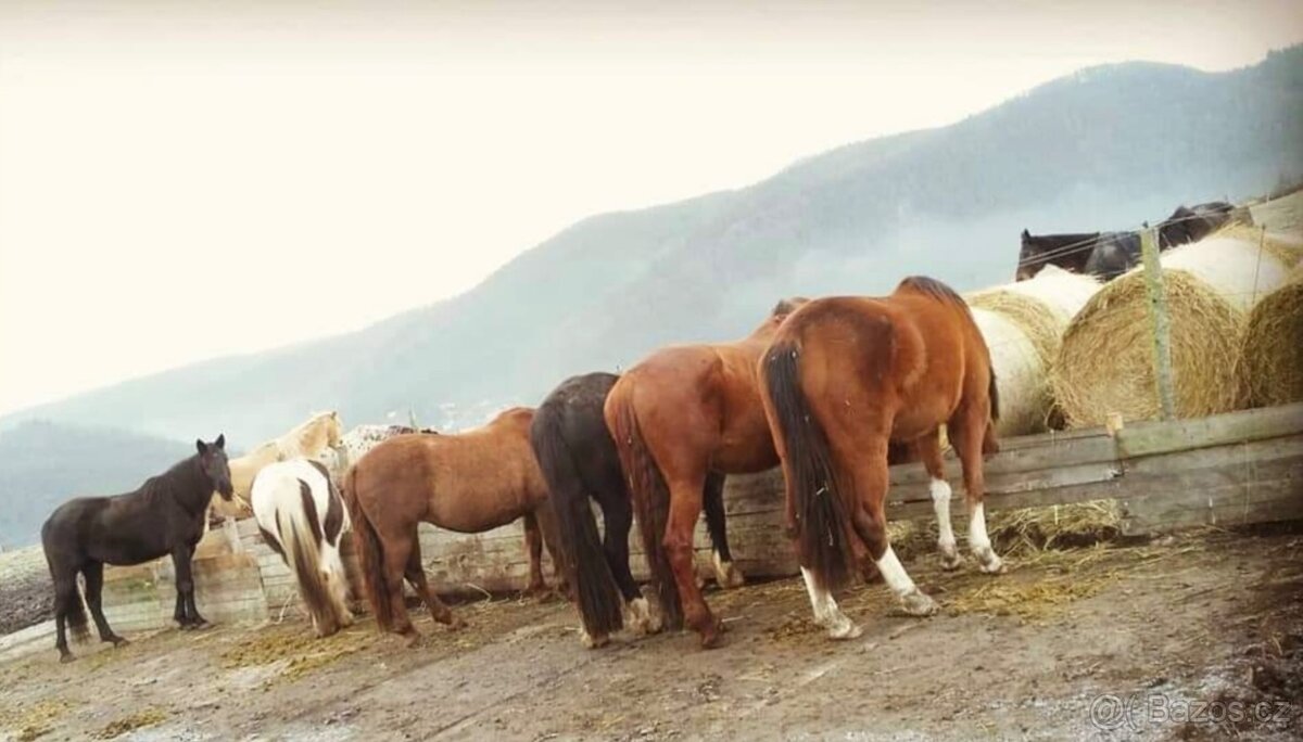 Ustájení koní - 5