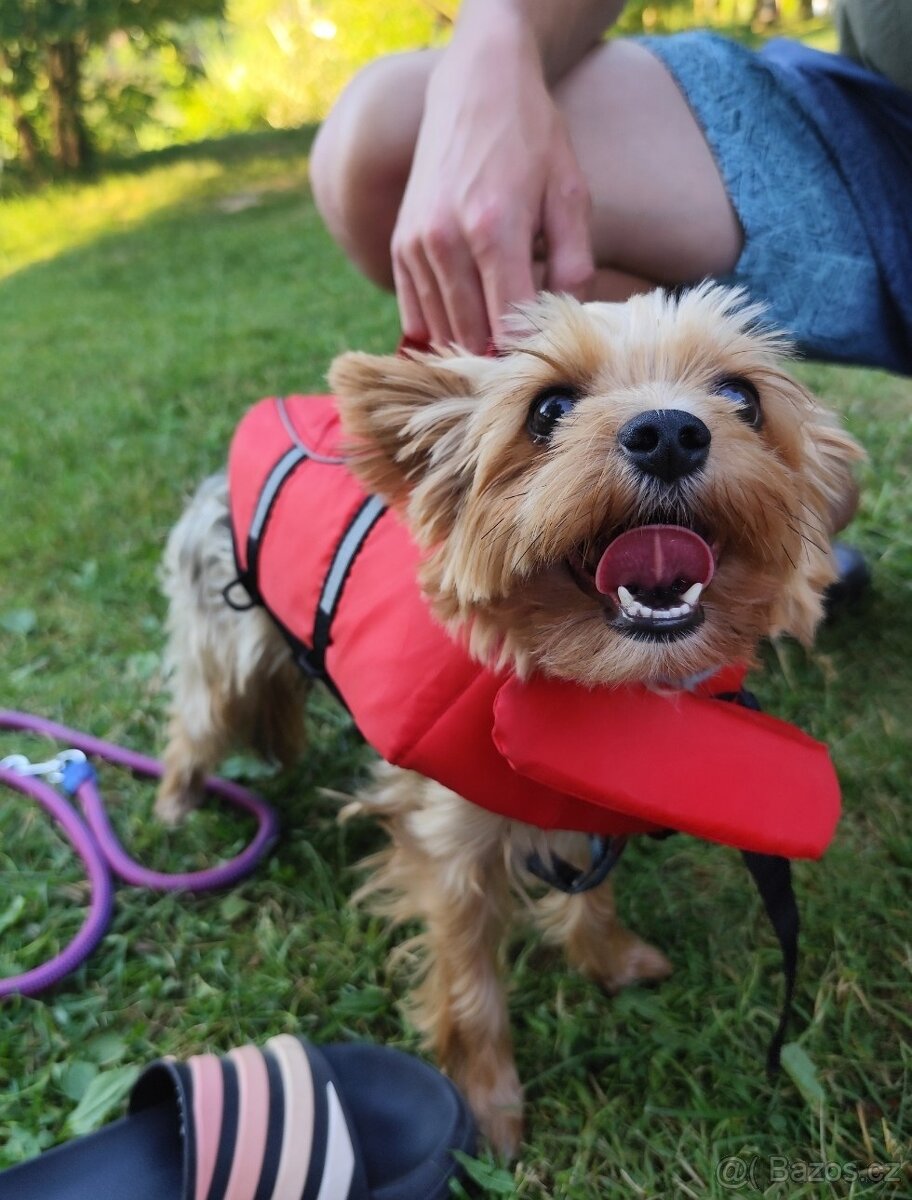 Jorkšírský teriér - krytí/připuštění, NENÍ NA PRODEJ - 5