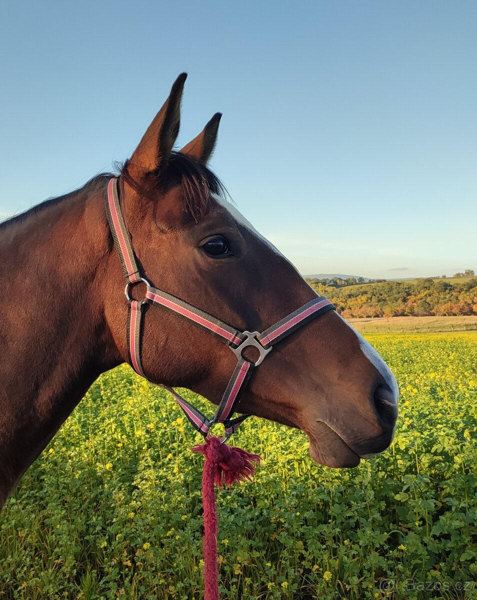 Líbivá 6-letá klisna - do konce roku cena dohodou - 5