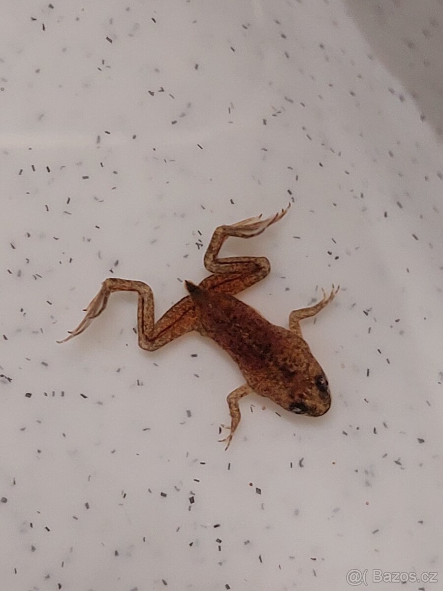 Drápatečka sp a gold - 5