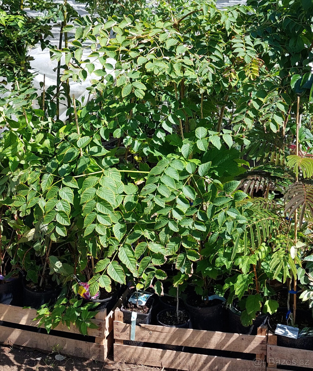 Arálie štíhlá (Aralia elata) - 5