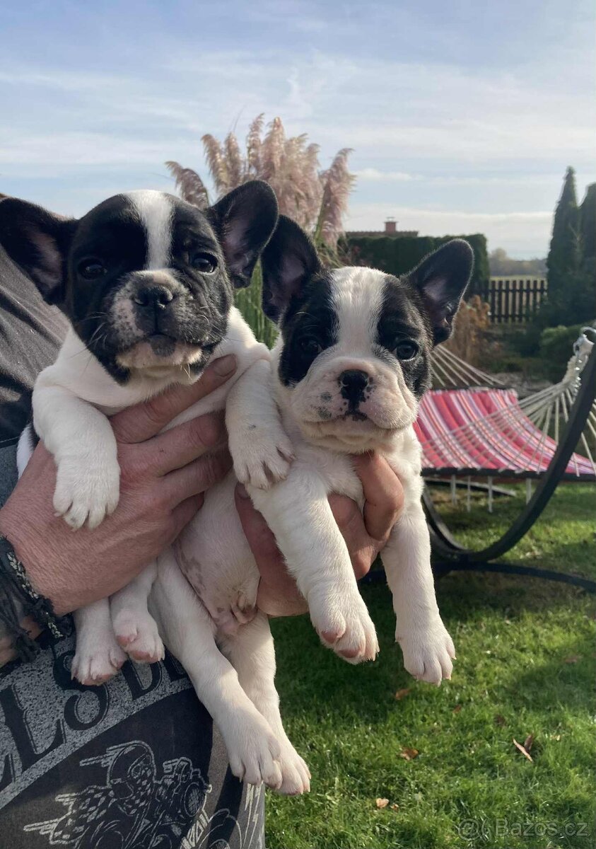 Francouzský buldoček bez PP - 5