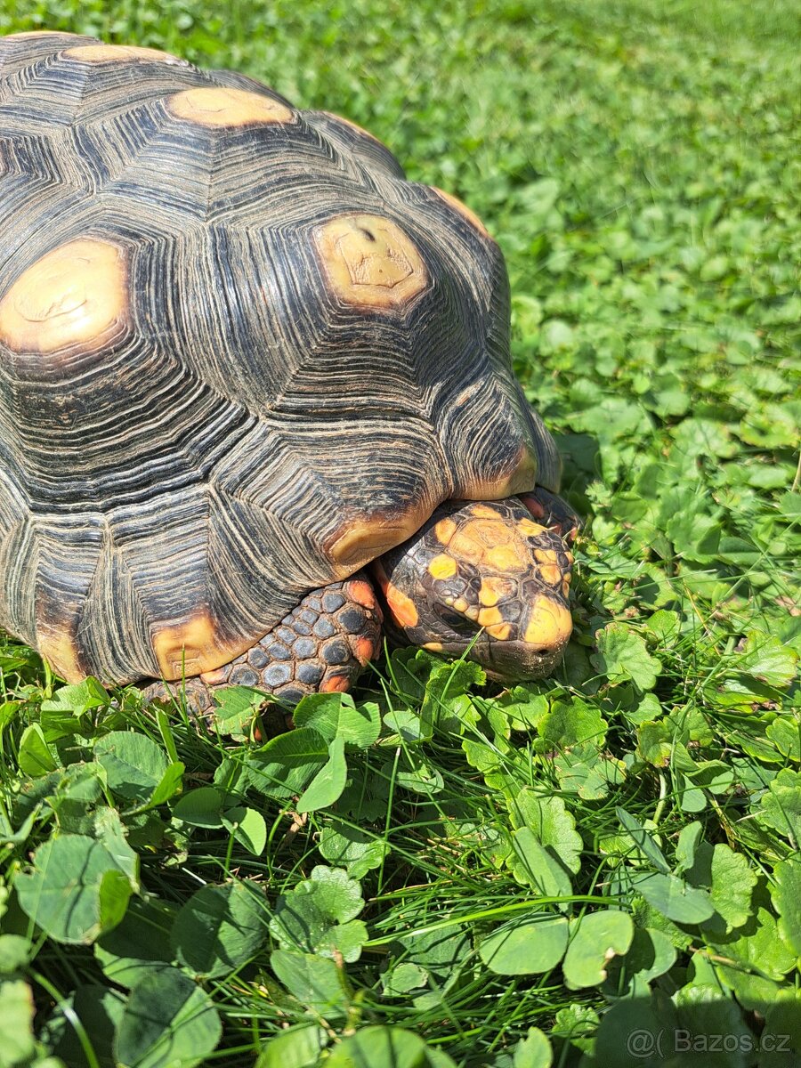 Želva Uhliřska - 5