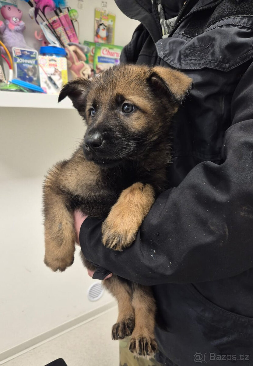 ŠTĚNĚ NĚMECKÝ OVČÁK - 5