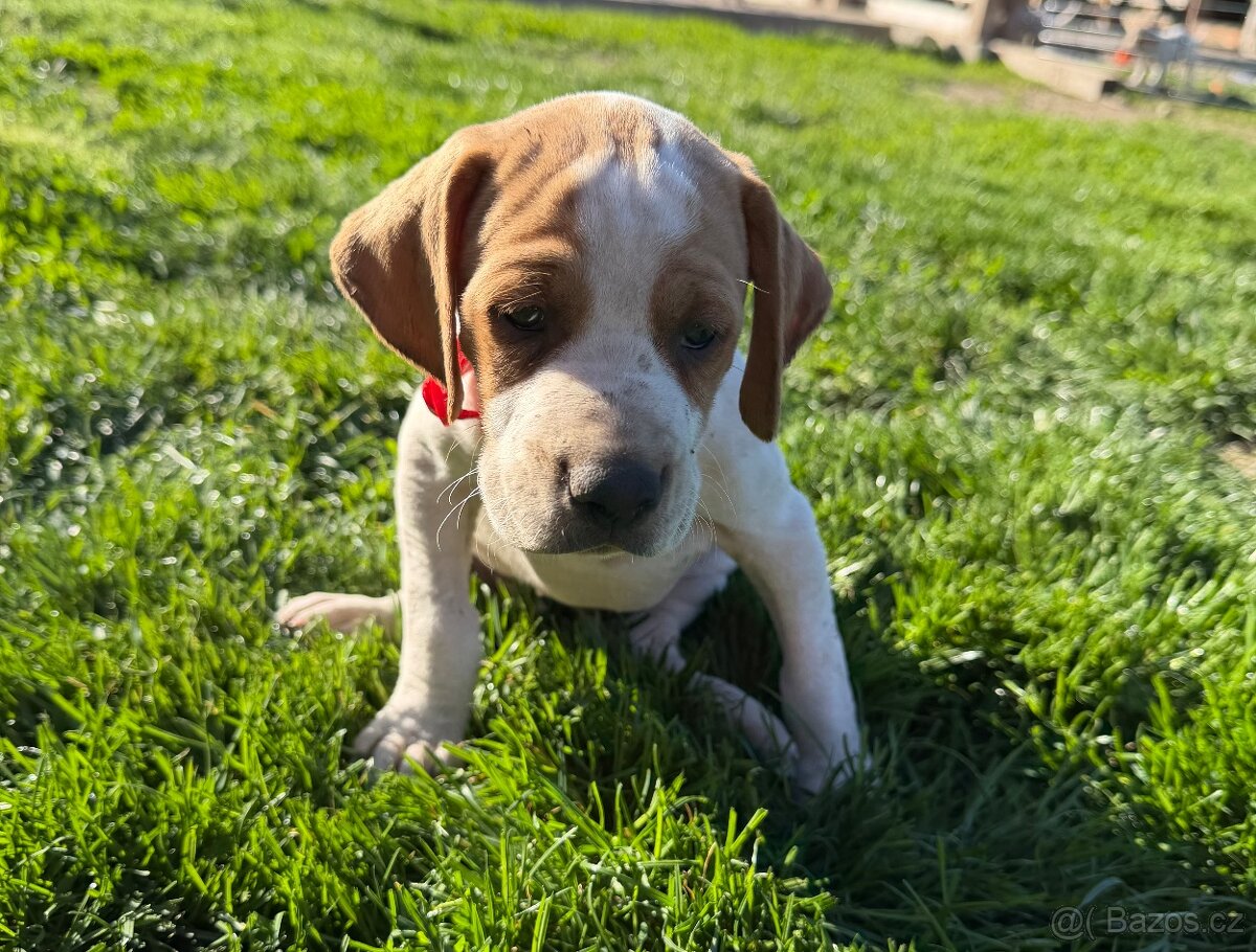 POINTER, stěňata bez P.P. - 5