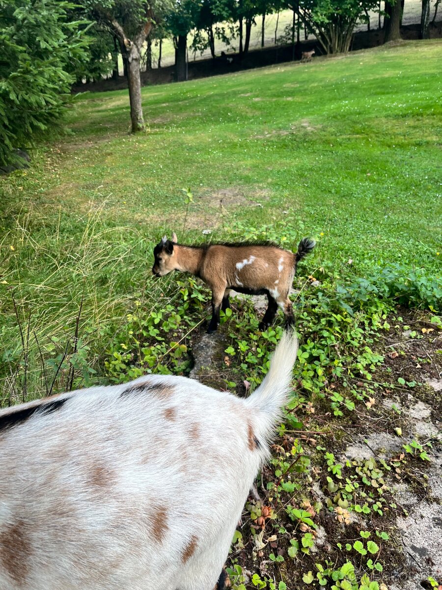 Holandská zakrslá kůzlata - 5