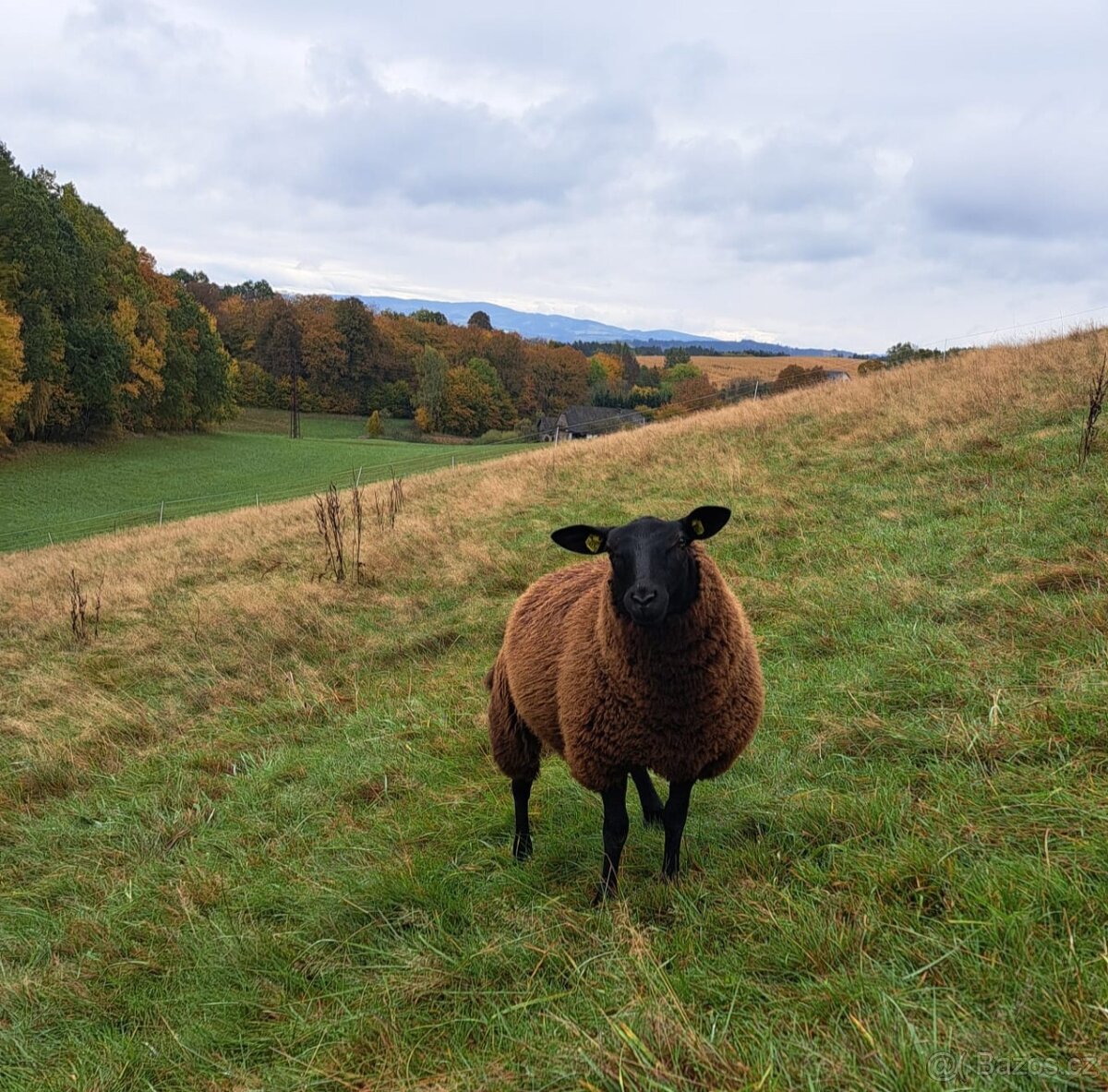Jehničky - Texel + Zwartbles - 5