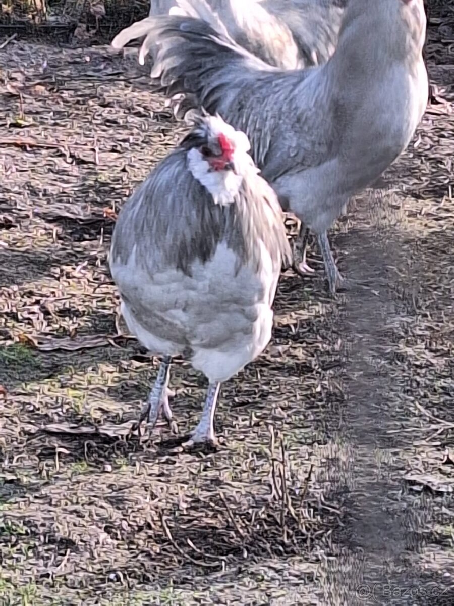 Prodám kohouty araukana lavendr - 5