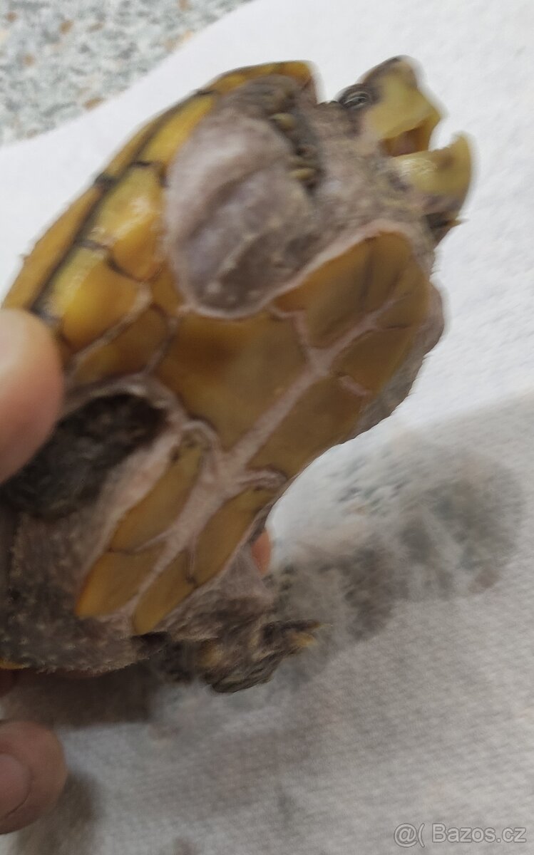 Klapavka obecná + vybavení. - 5