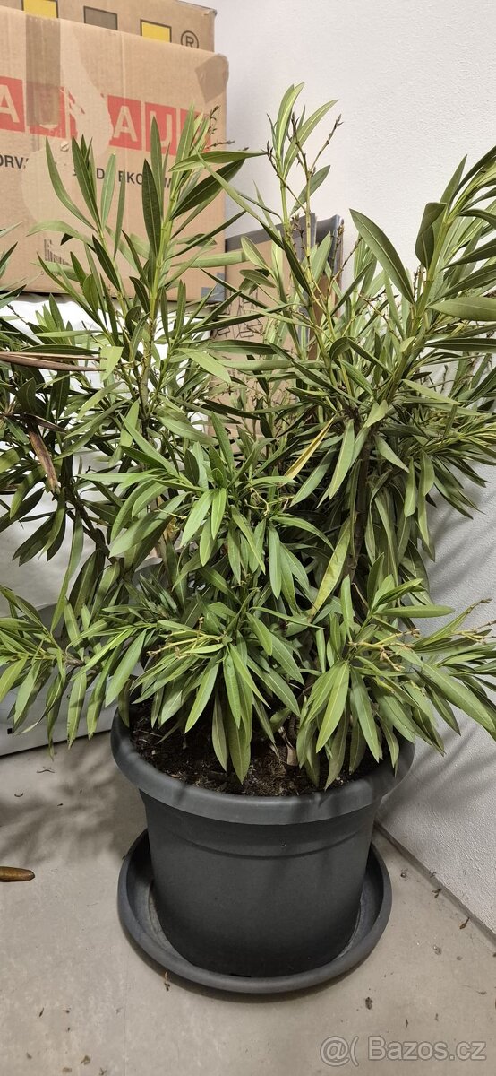 2× VZROSTLÝ OLEANDR cca 105 cm - 5