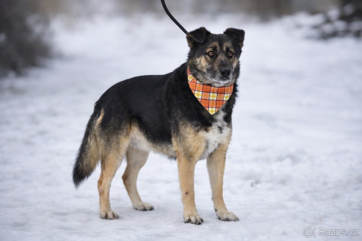 Erbo hledá domov - 5