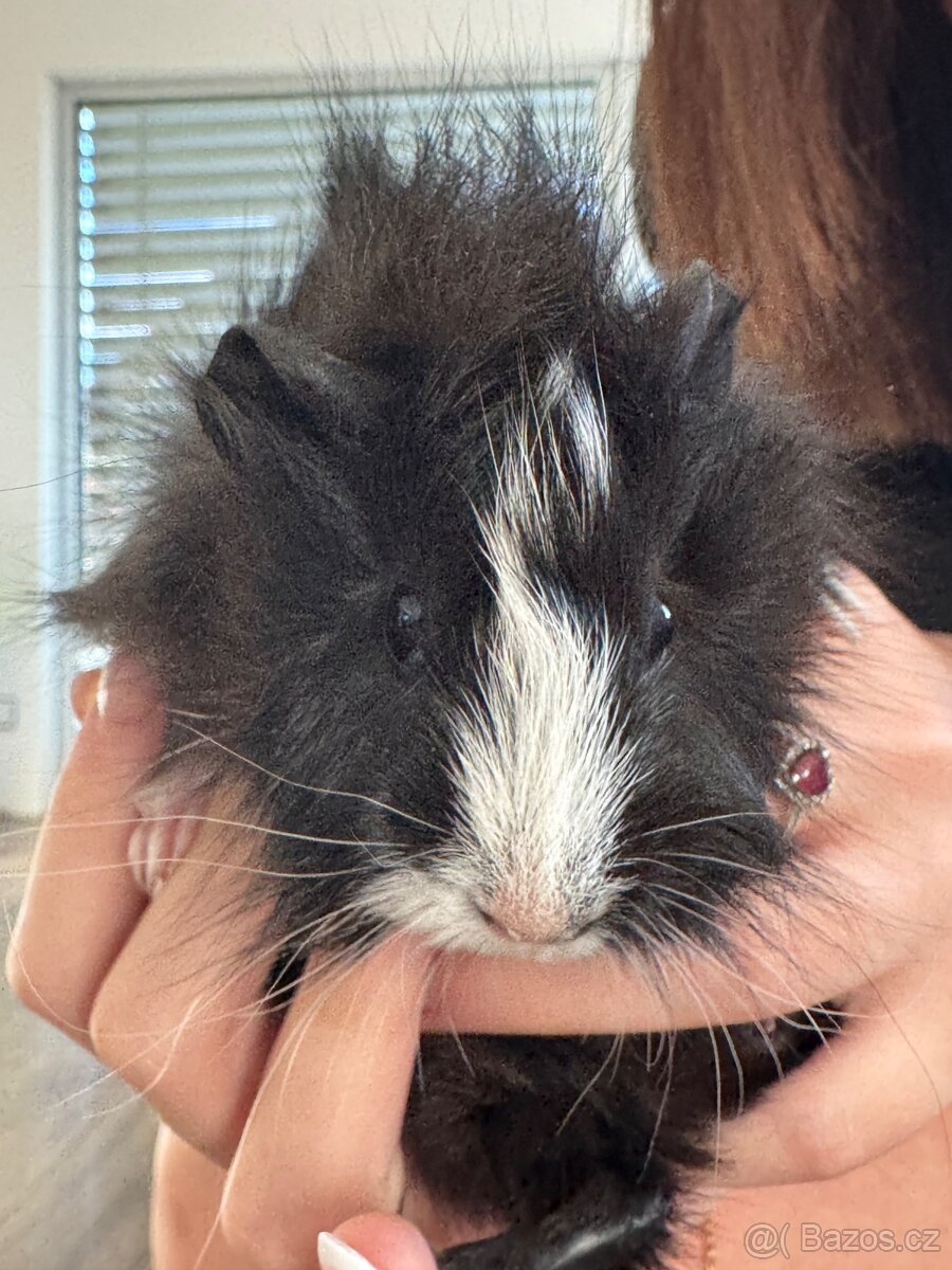 Darujeme mláďata morčat - 5