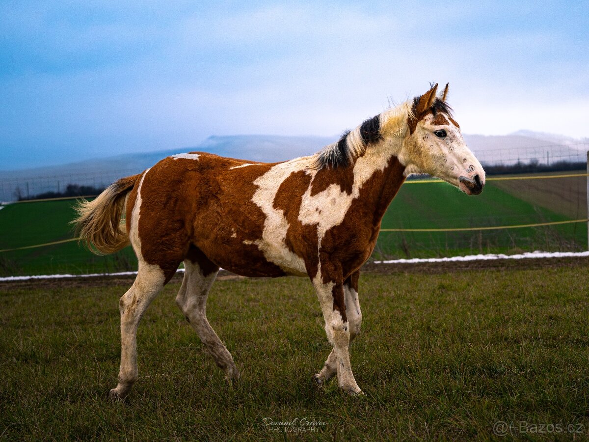American Paint Horse - 5