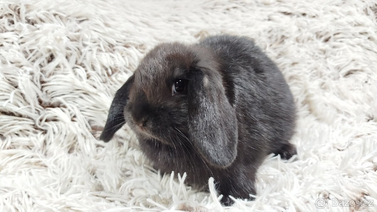 Zakrslý beránek, králíček, králík - BRUNO - 5