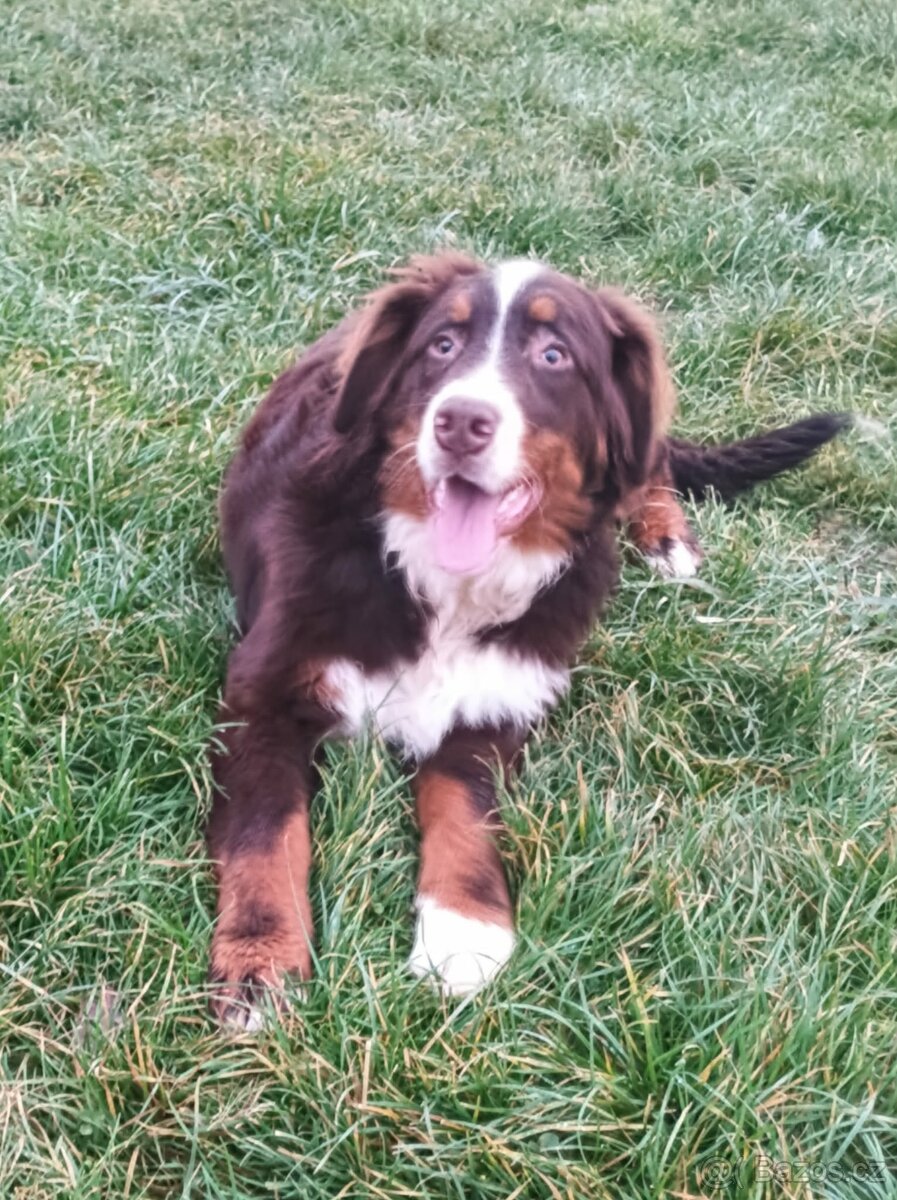 Bernský salašnický pes- havana - 5