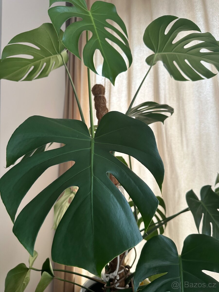 Prodám - Monstera 120 cm - 5
