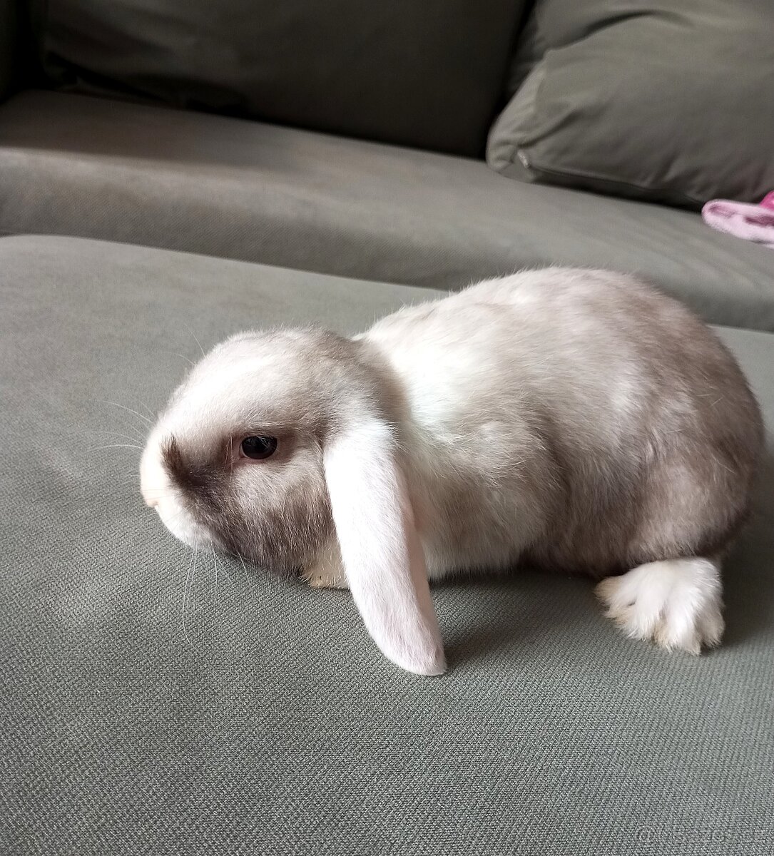 Zakrslý beránek králíček - 5