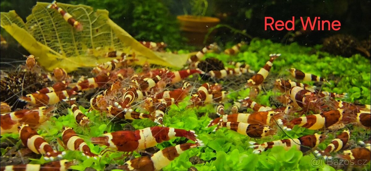 Krevetky caridina - 5