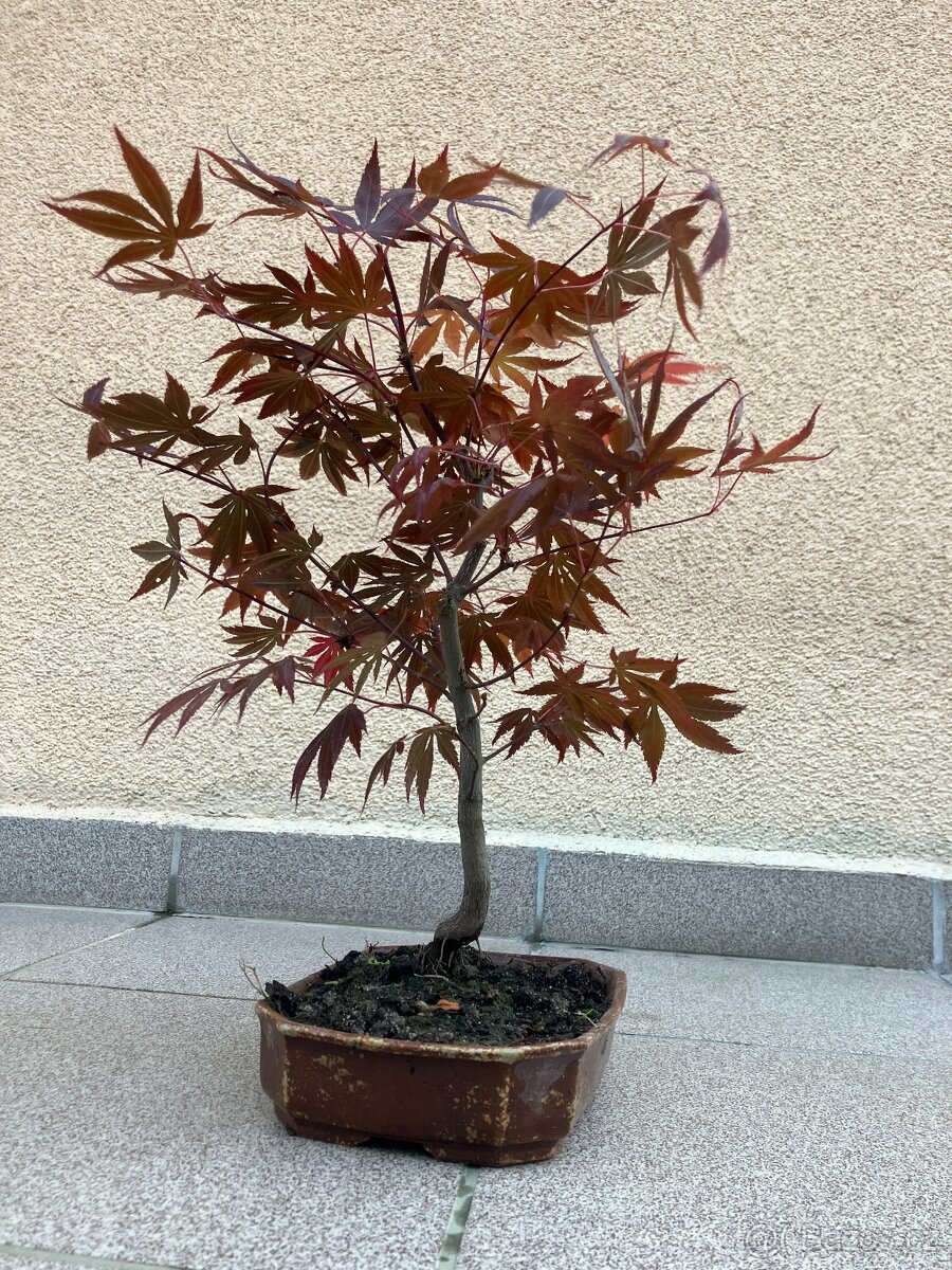 Bonsai, Bonsaj, japonský javor - 5