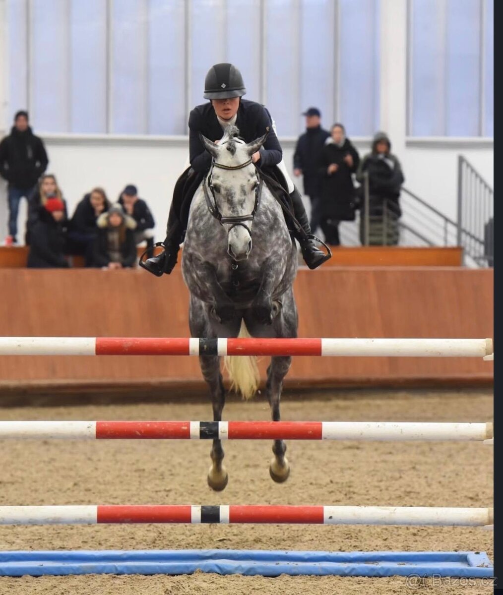 Luxusní klisna do chovu a rekreaci - 5