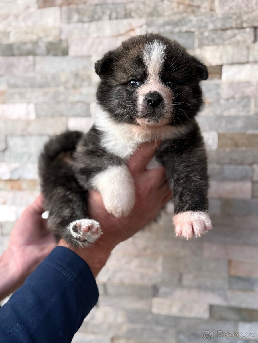 Akita Inu s průkazem původu (PP) - FCI & AKIHO - 5