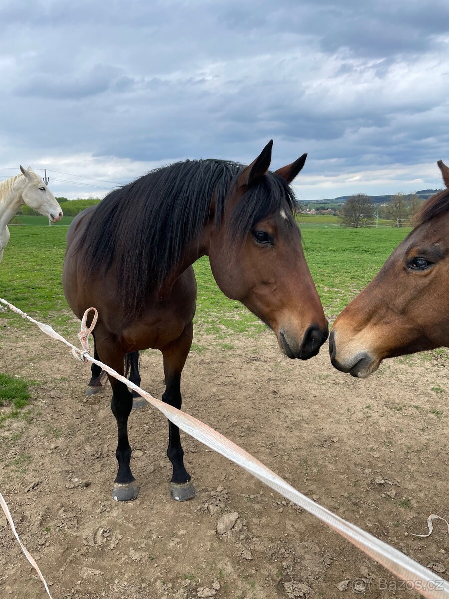 Prodám 10-ti letou klisnu teplokrevného typu - 5