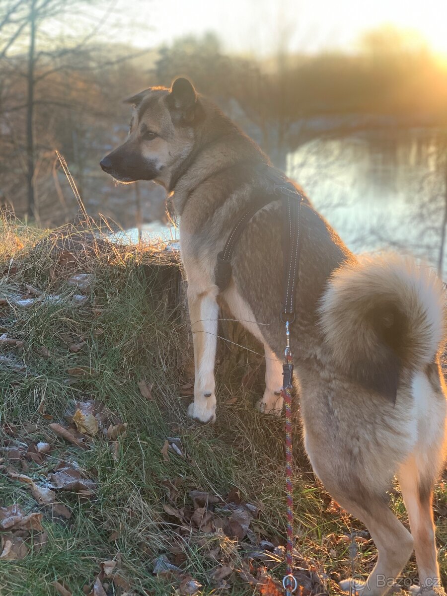 Daruji roční fenku - 5