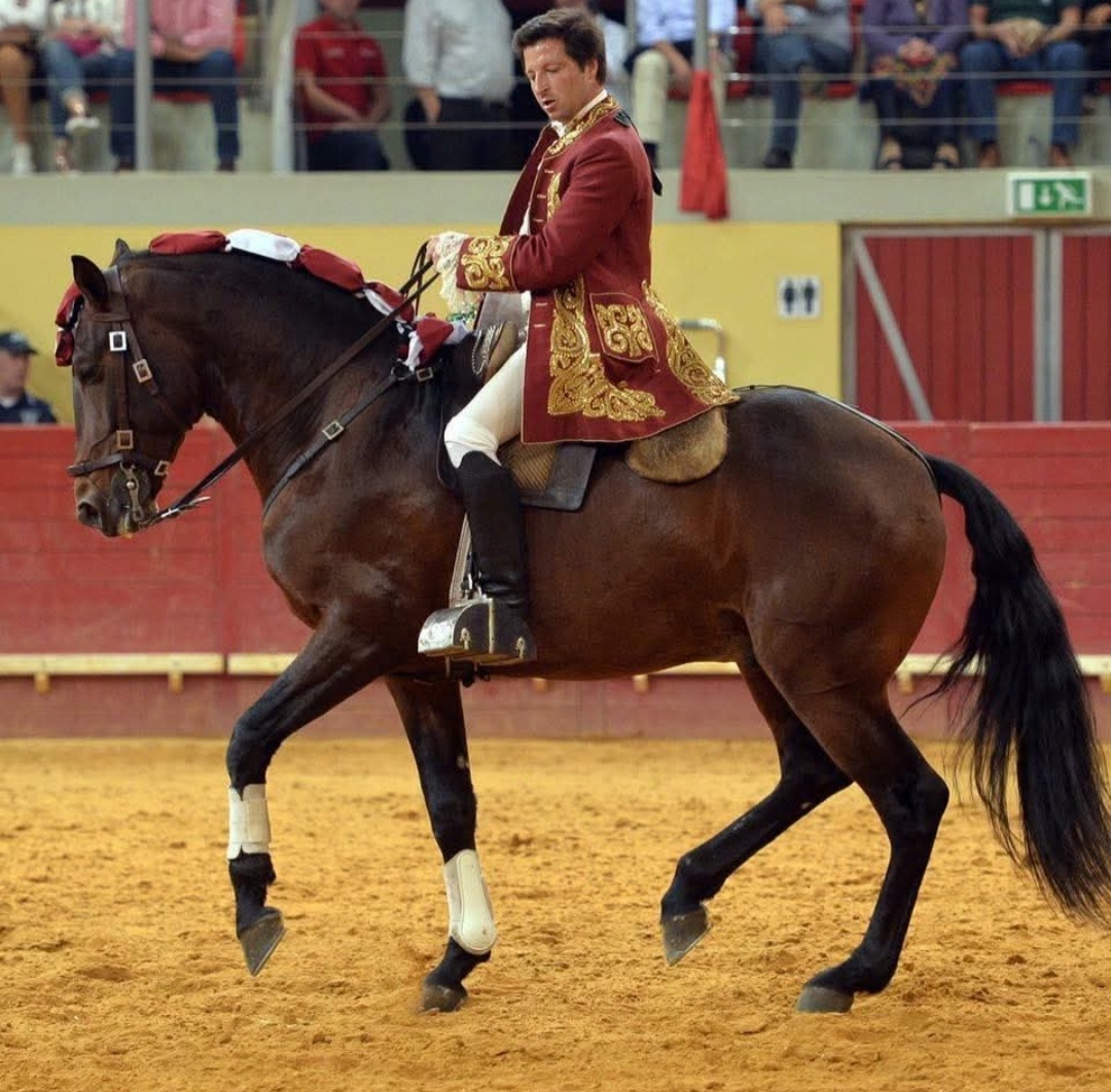 Lusitano hřebec - připouštění - 5