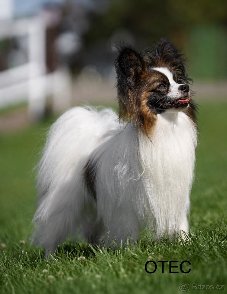 Štěně Papillon s PP chlapeček Figaro ❤️ - 5
