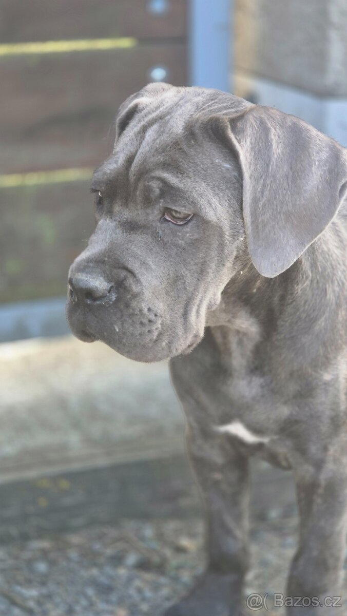 Cane corso s PP - 5